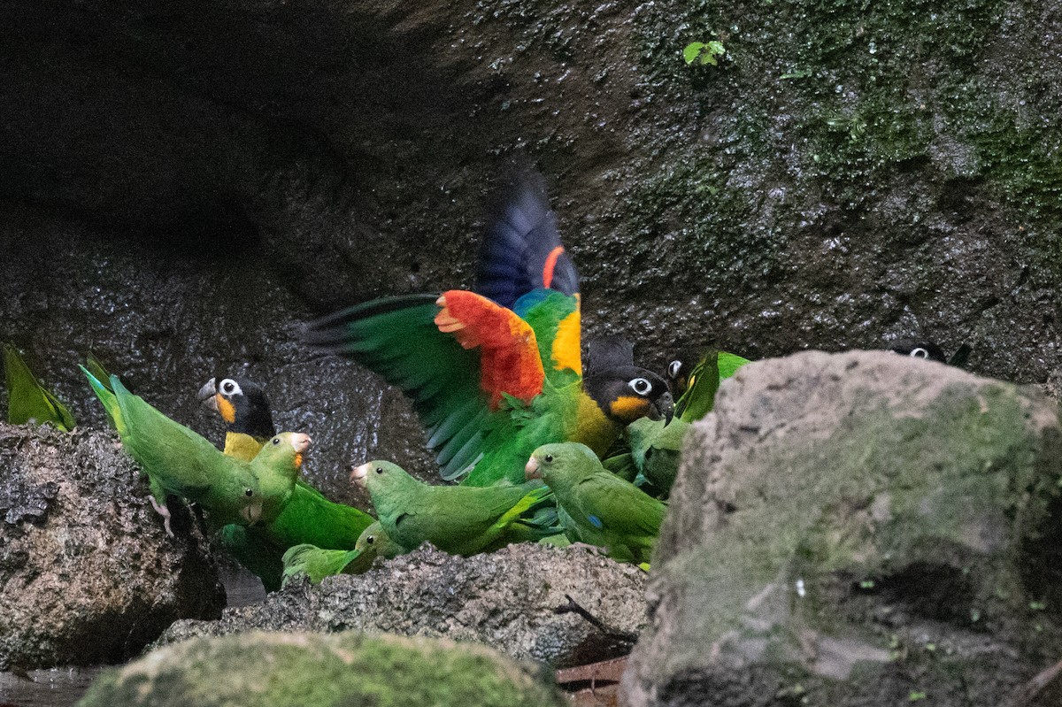 Orange-cheeked Parrot - ML620257639