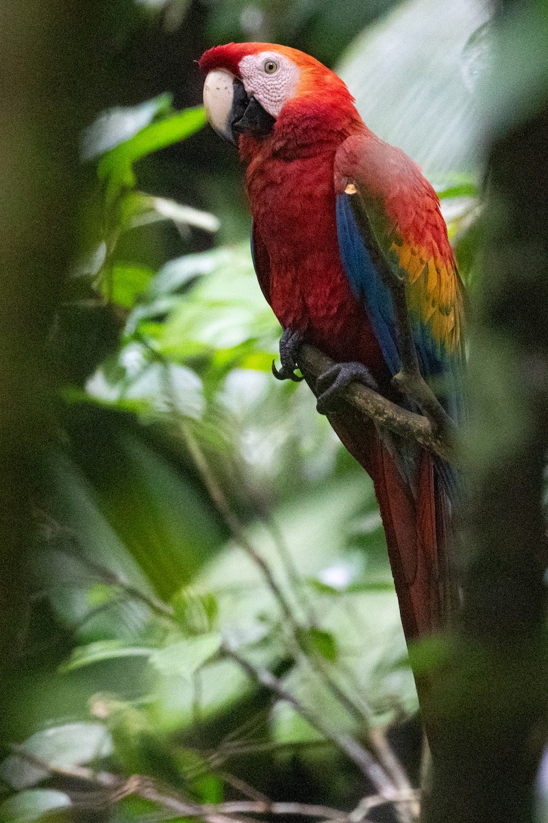 Scarlet Macaw - ML620257653