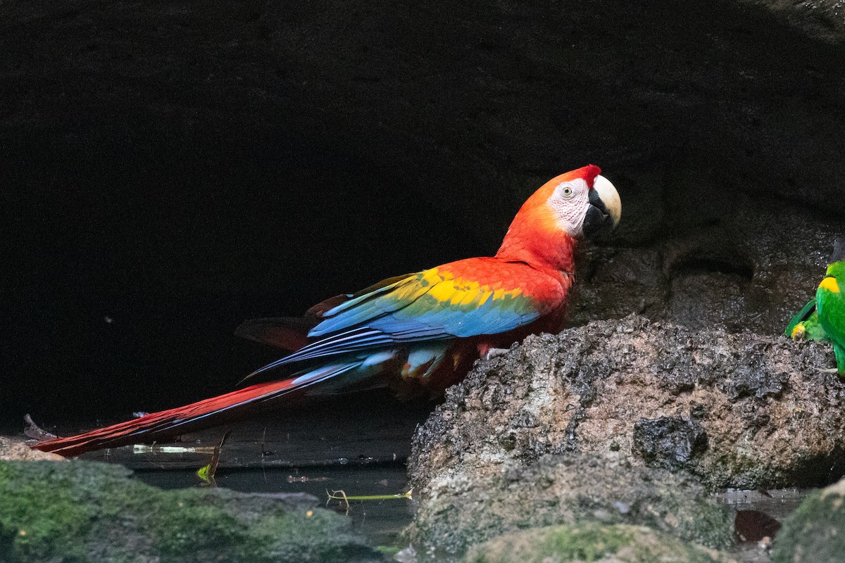 Scarlet Macaw - ML620257655
