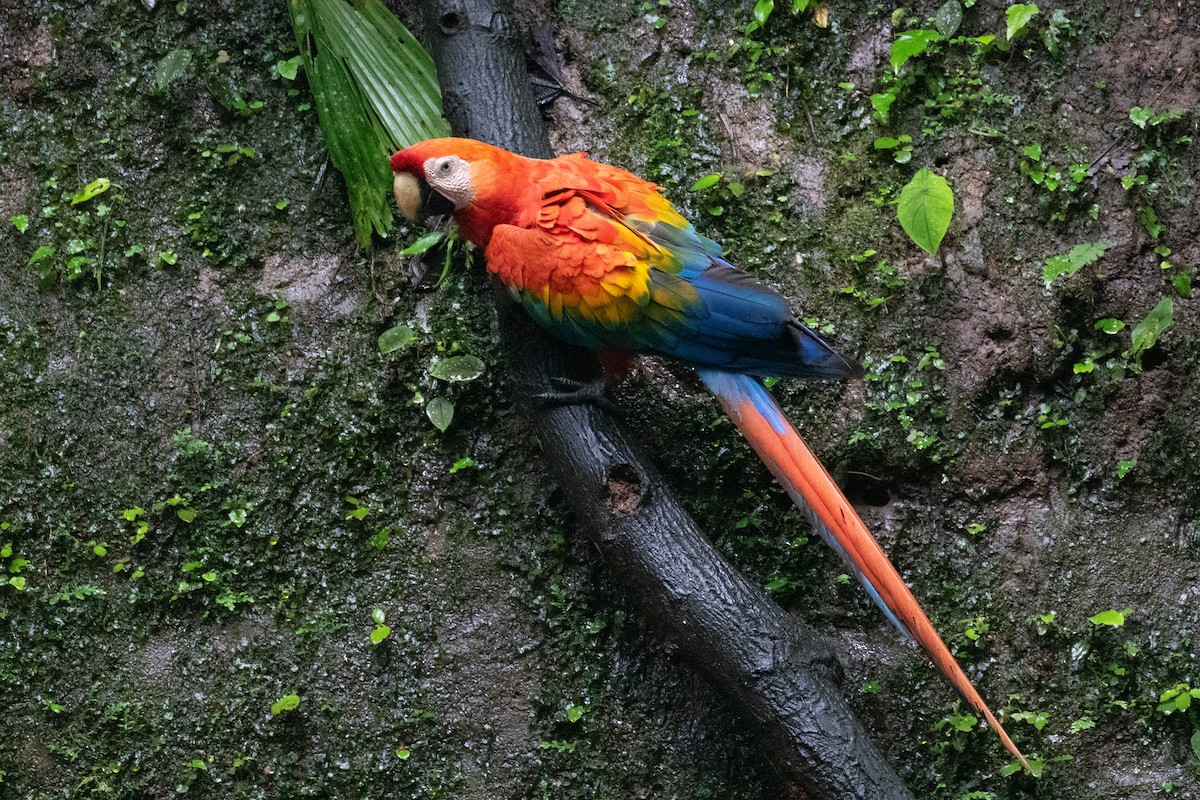 Scarlet Macaw - ML620257659