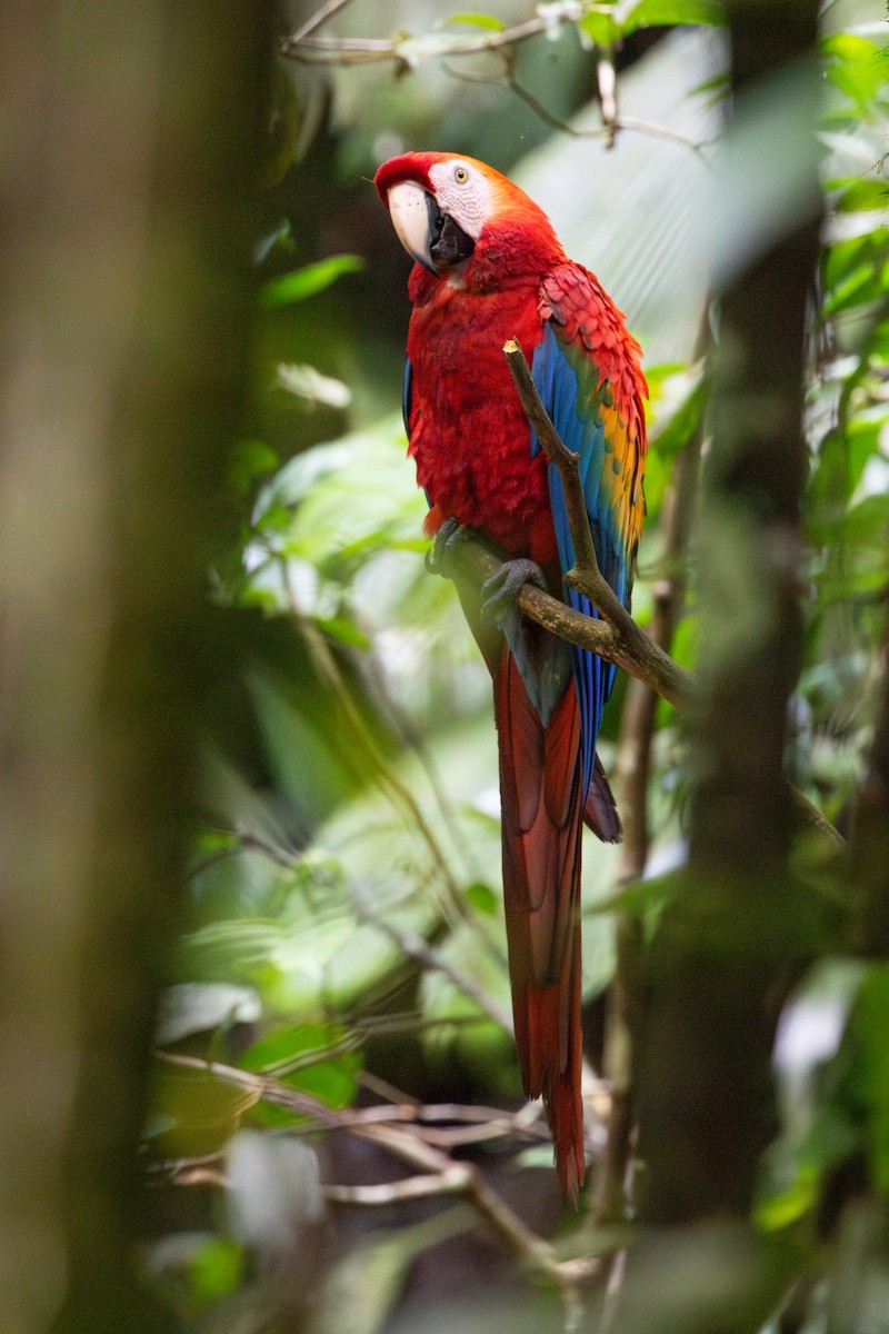 Scarlet Macaw - ML620257660