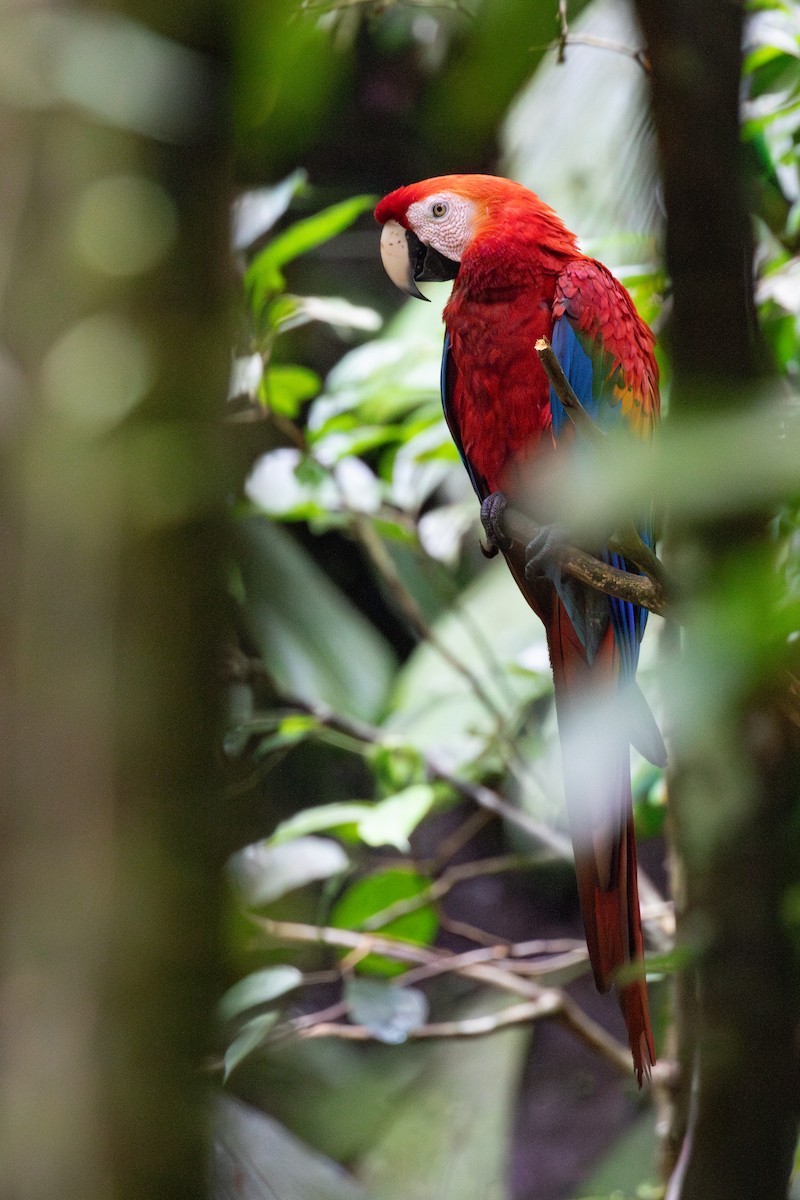 Scarlet Macaw - ML620257661