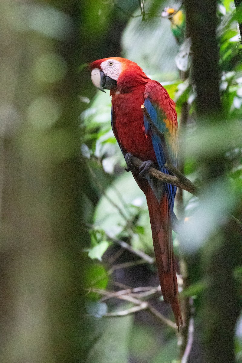 Scarlet Macaw - ML620257662