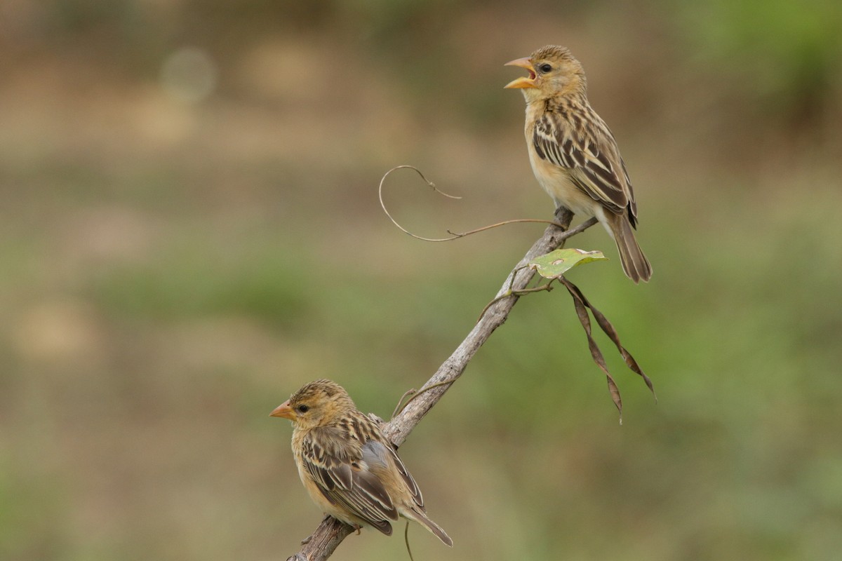 Asian Golden Weaver - ML620257664