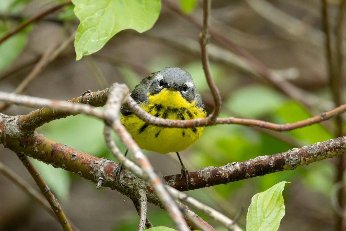 Magnolia Warbler - ML620257666