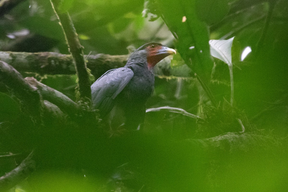 Red-throated Caracara - ML620257669