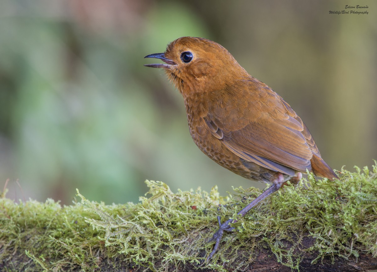 Equatorial Antpitta - ML620257677