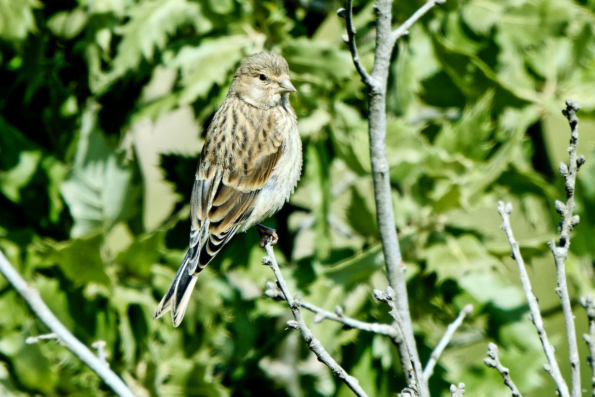 Eurasian Linnet - ML620257680