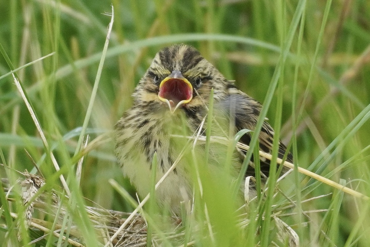 稀樹草鵐 - ML620257686