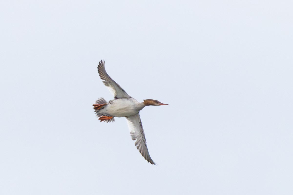 Common Merganser - ML620257687