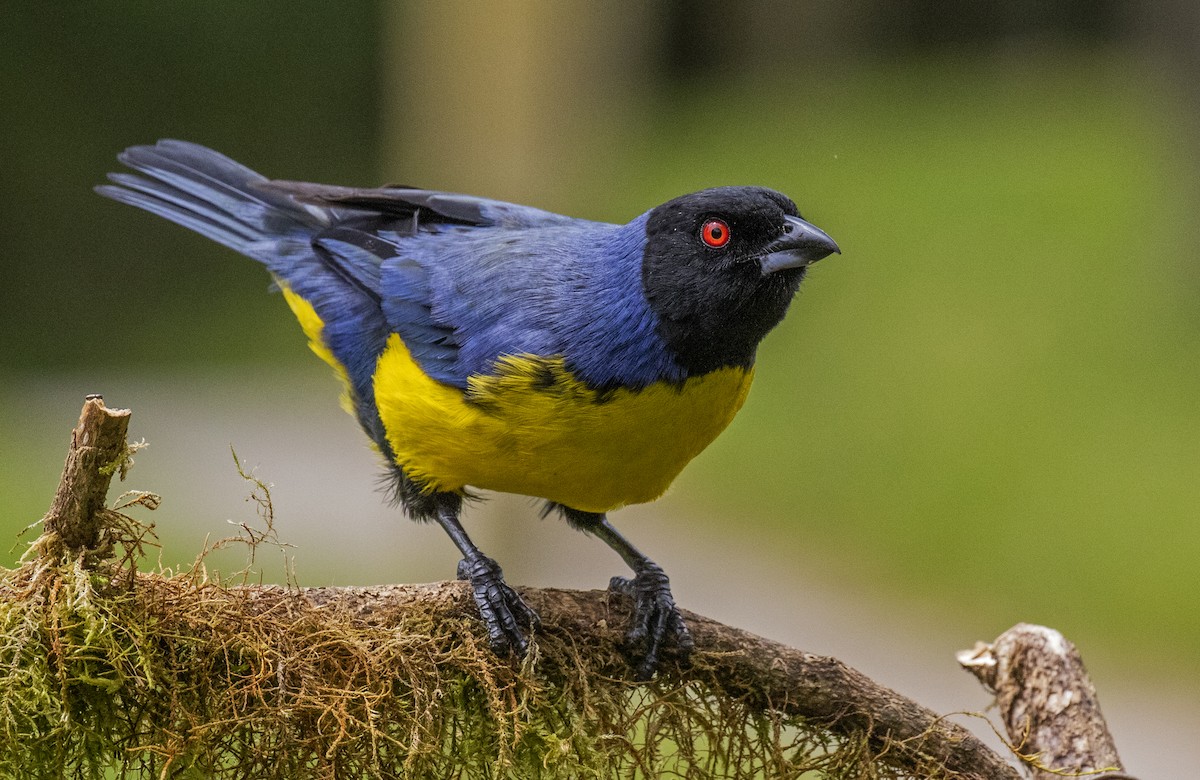 Hooded Mountain Tanager - Edison Buenano