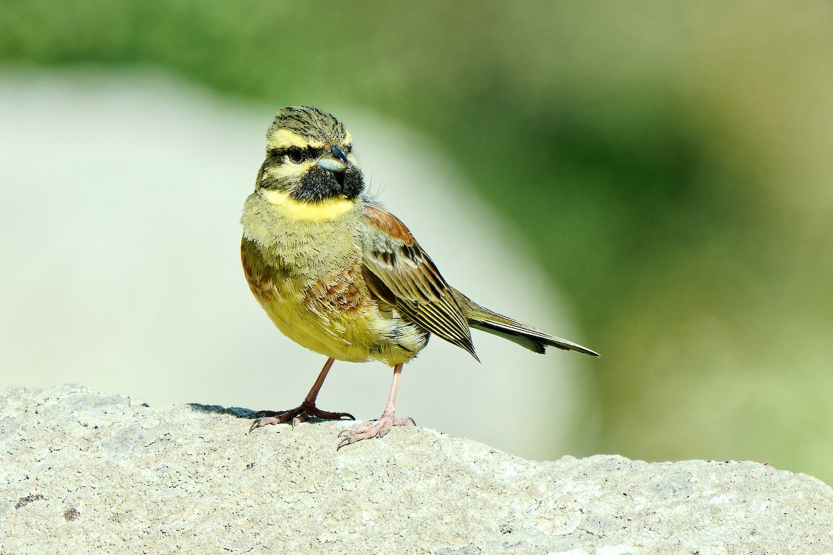 Cirl Bunting - ML620257699