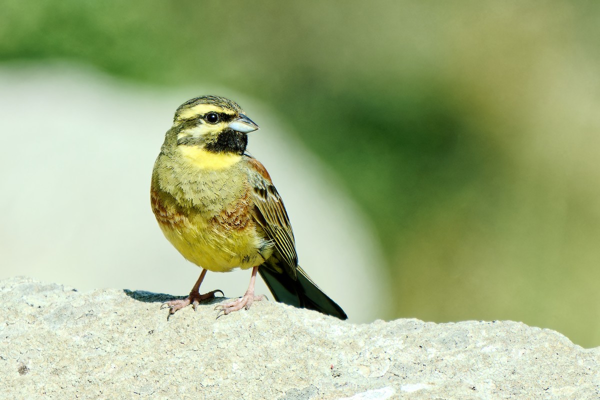 Cirl Bunting - ML620257701