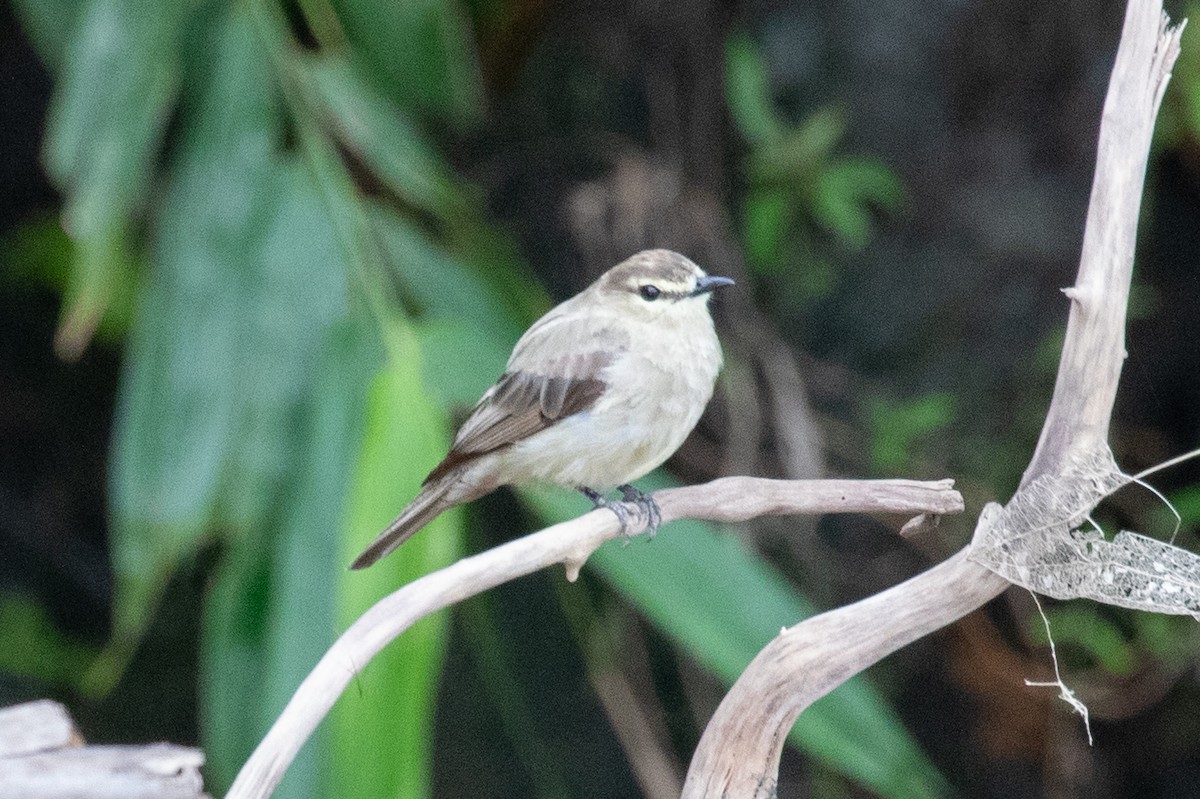 Mosquerito Guardarrios - ML620257710