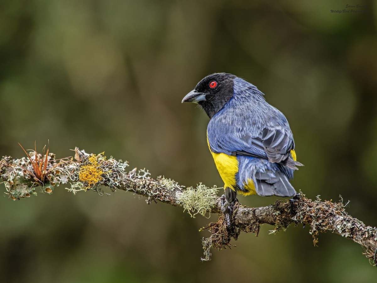Hooded Mountain Tanager - ML620257713