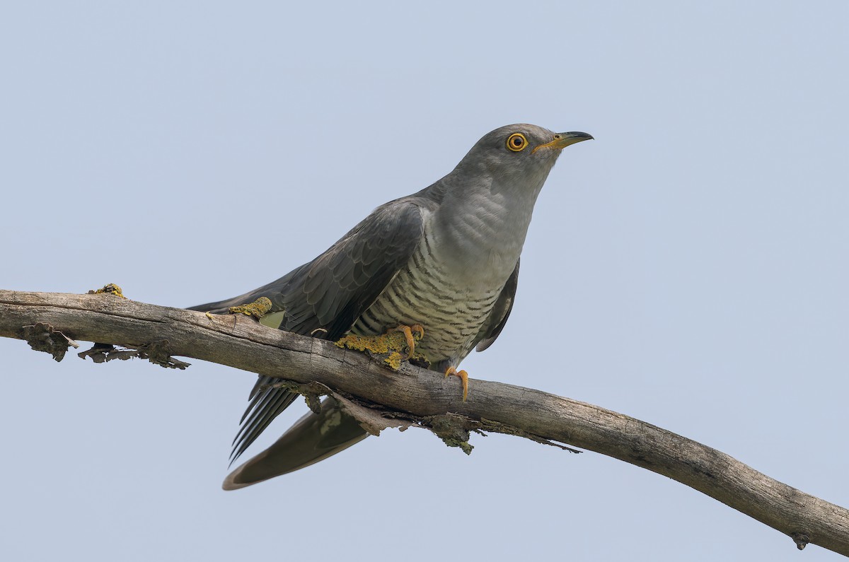 Common Cuckoo - ML620257719