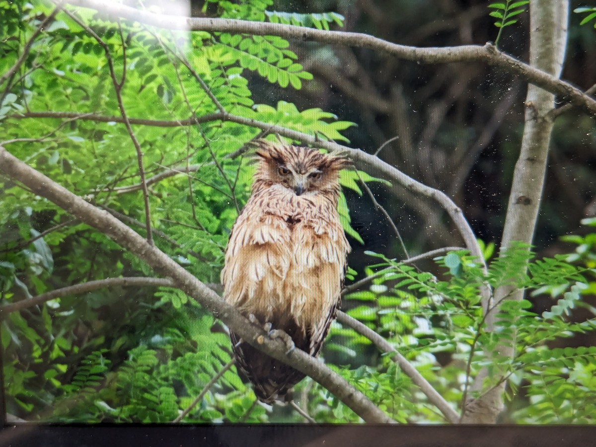 Tawny Fish-Owl - ML620257724