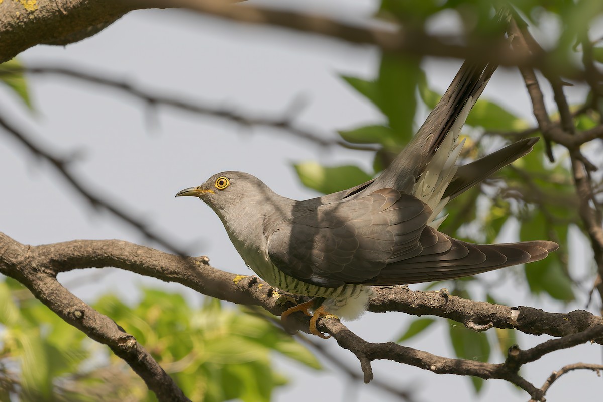 Common Cuckoo - ML620257725