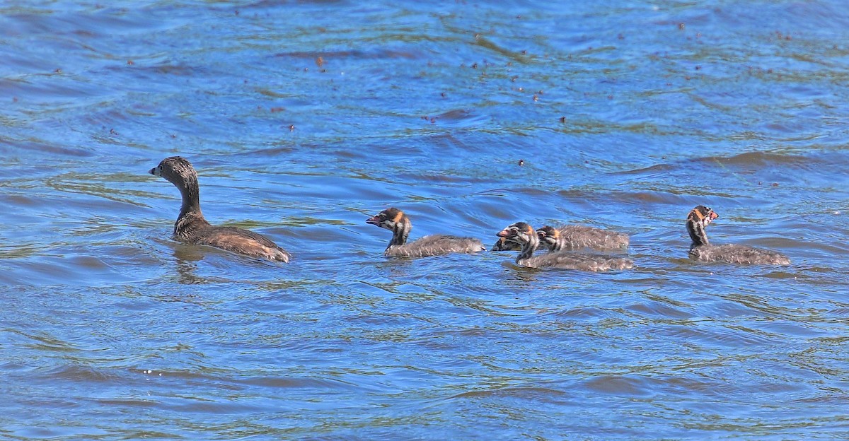 Pied-billed Grebe - ML620257726