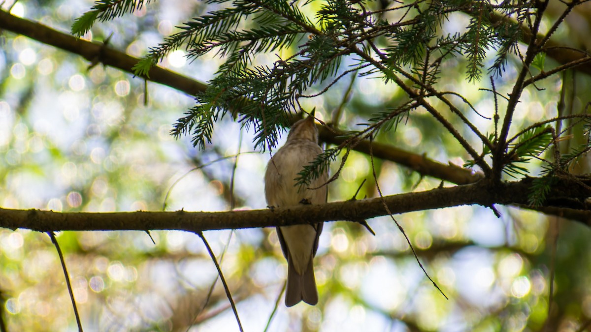 Spotted Flycatcher - ML620257727