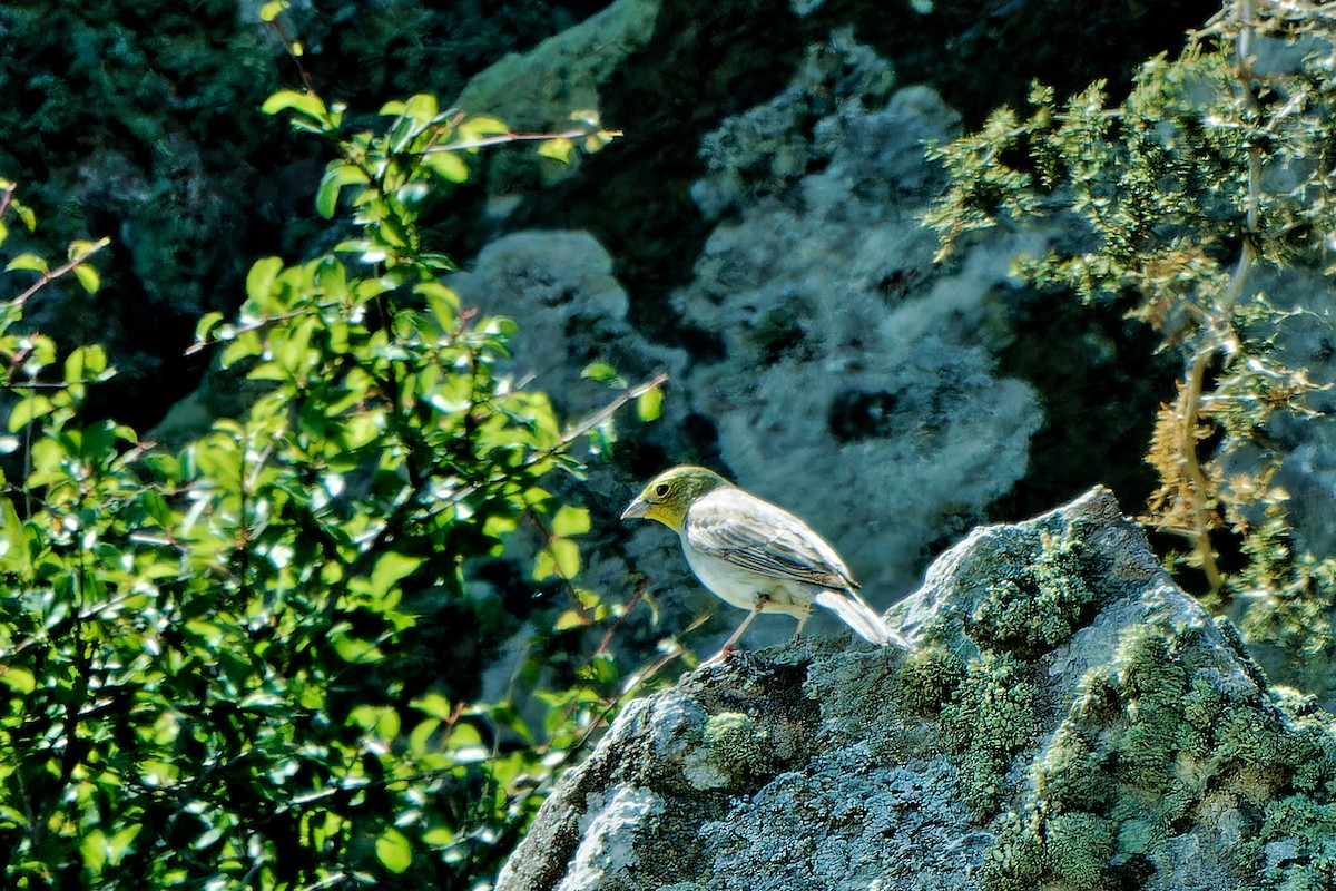 Cinereous Bunting - ML620257733