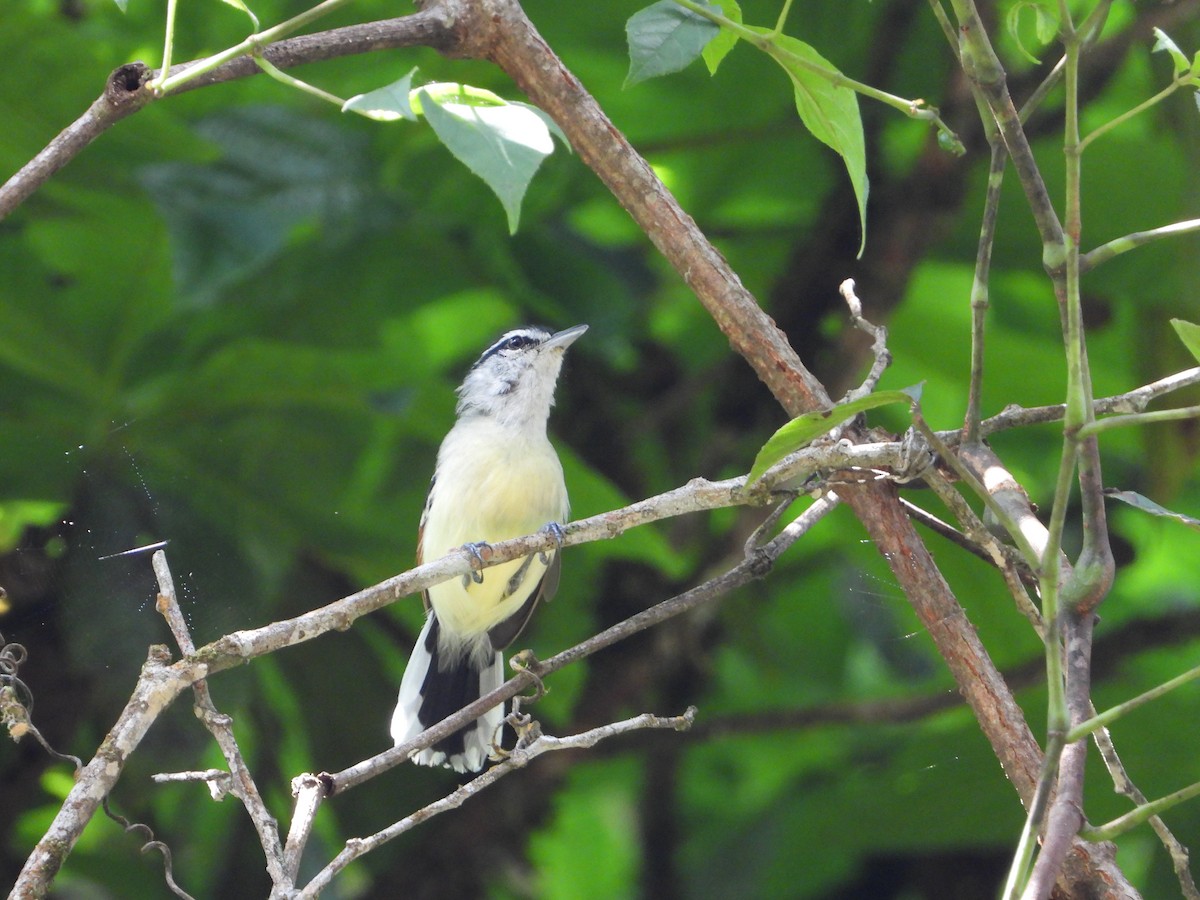 Rusty-winged Antwren - ML620257735