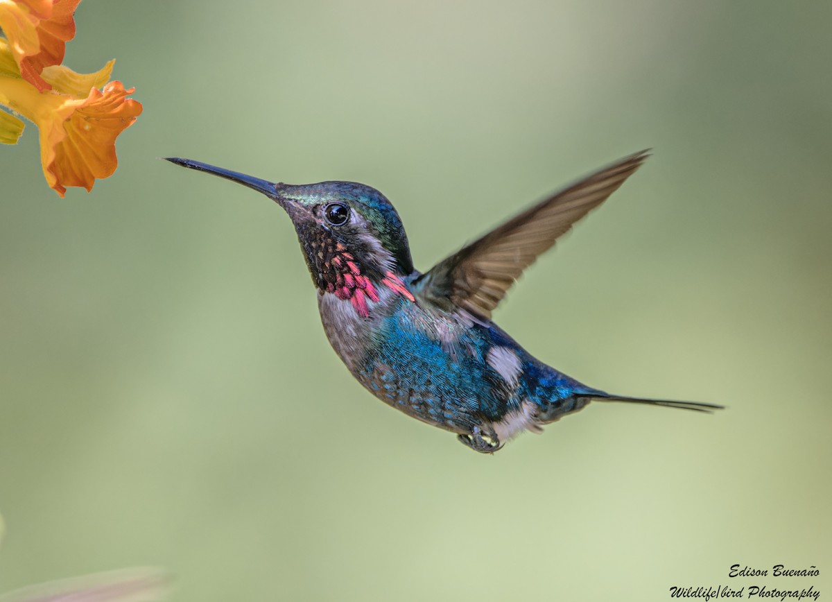 Colibri de Santa Marta - ML620257736