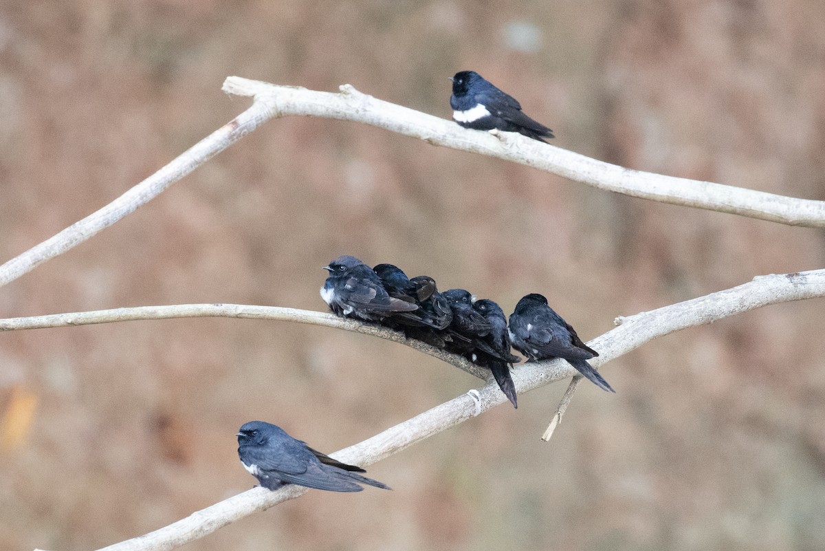 White-banded Swallow - ML620257747