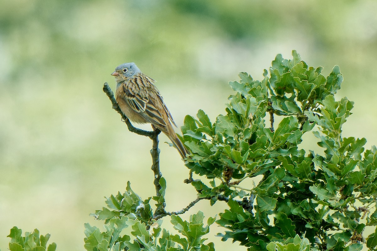 Cretzschmar's Bunting - ML620257749