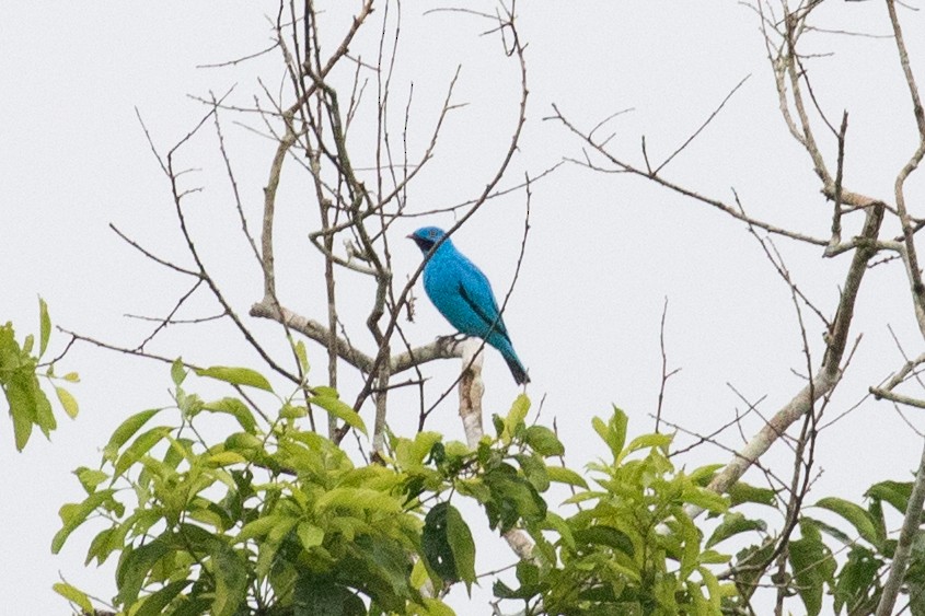 Plum-throated Cotinga - ML620257751