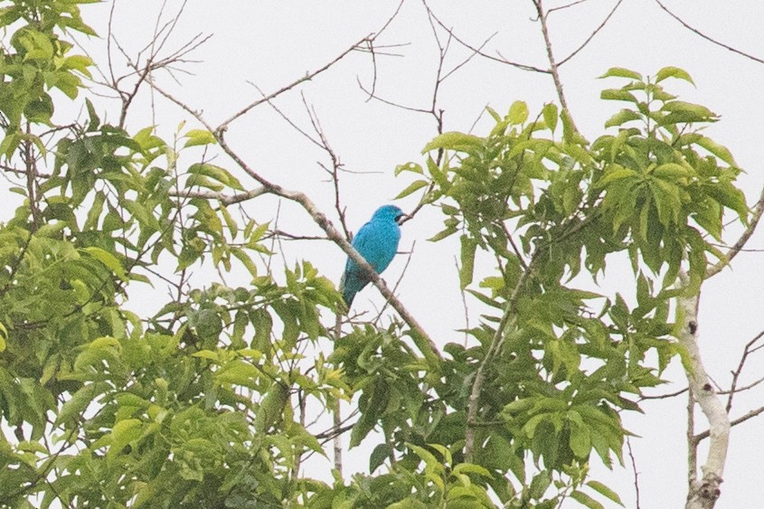 Plum-throated Cotinga - ML620257752