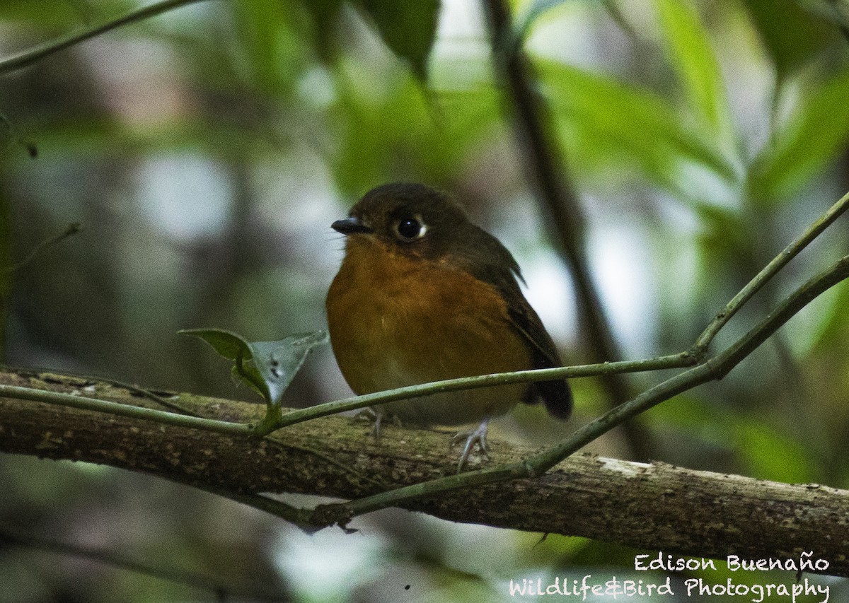 Rusty-breasted Antpitta - ML620257757