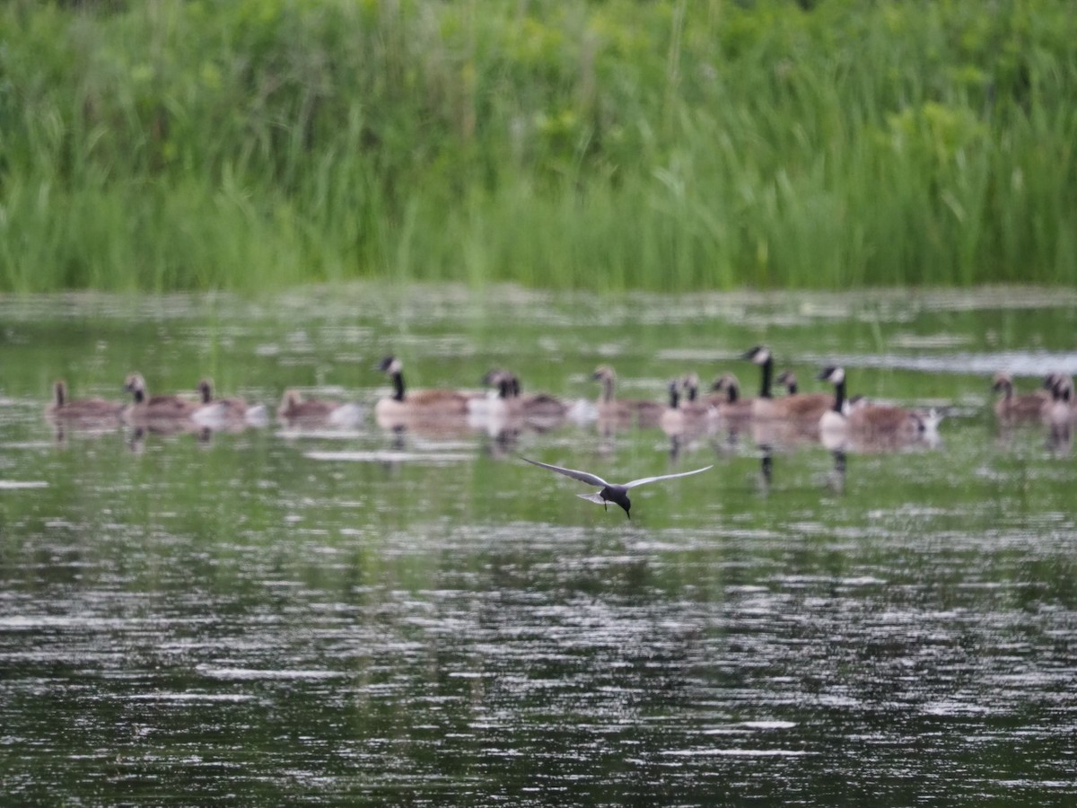 Canada Goose - ML620257765