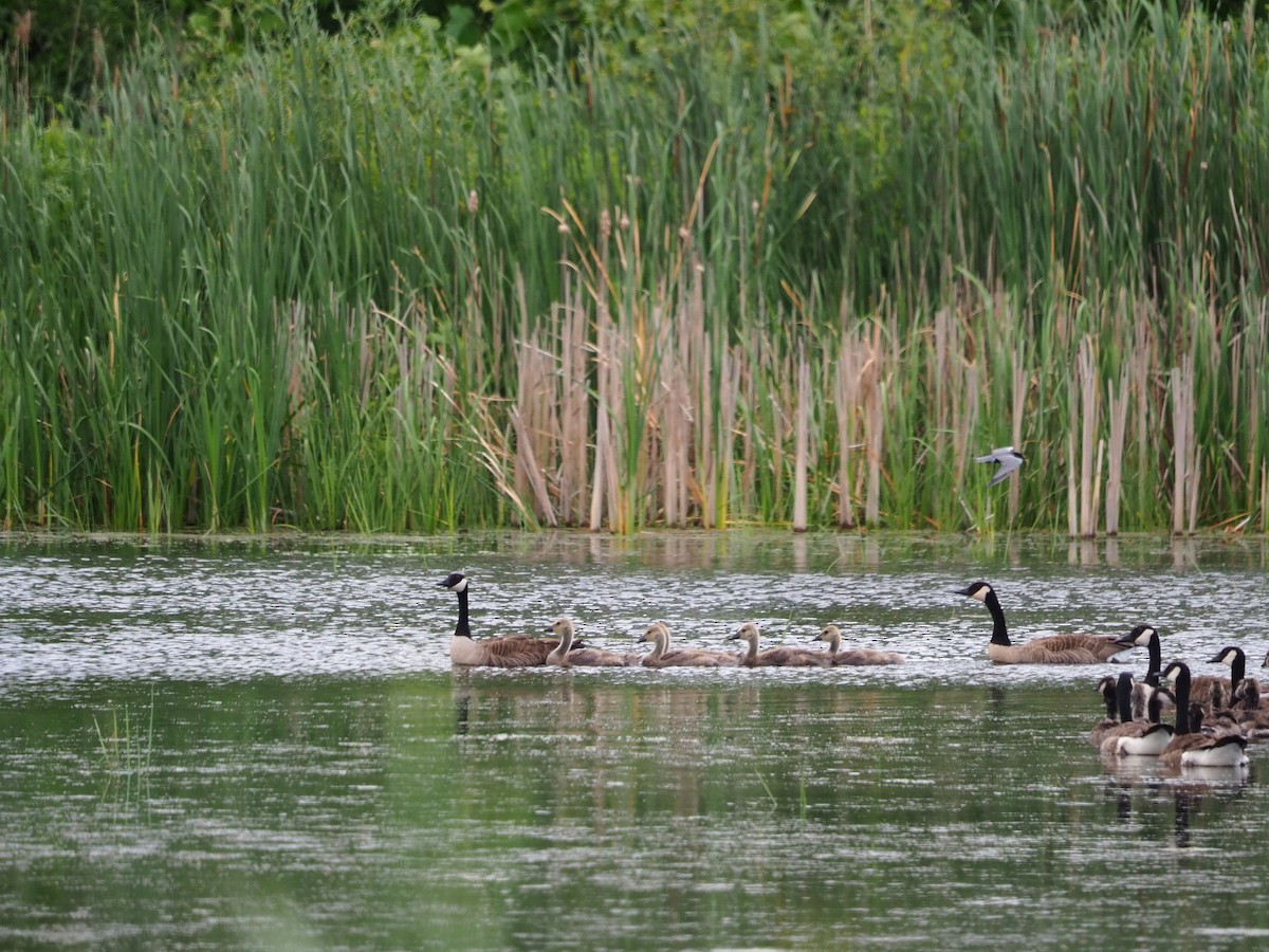 Canada Goose - ML620257766