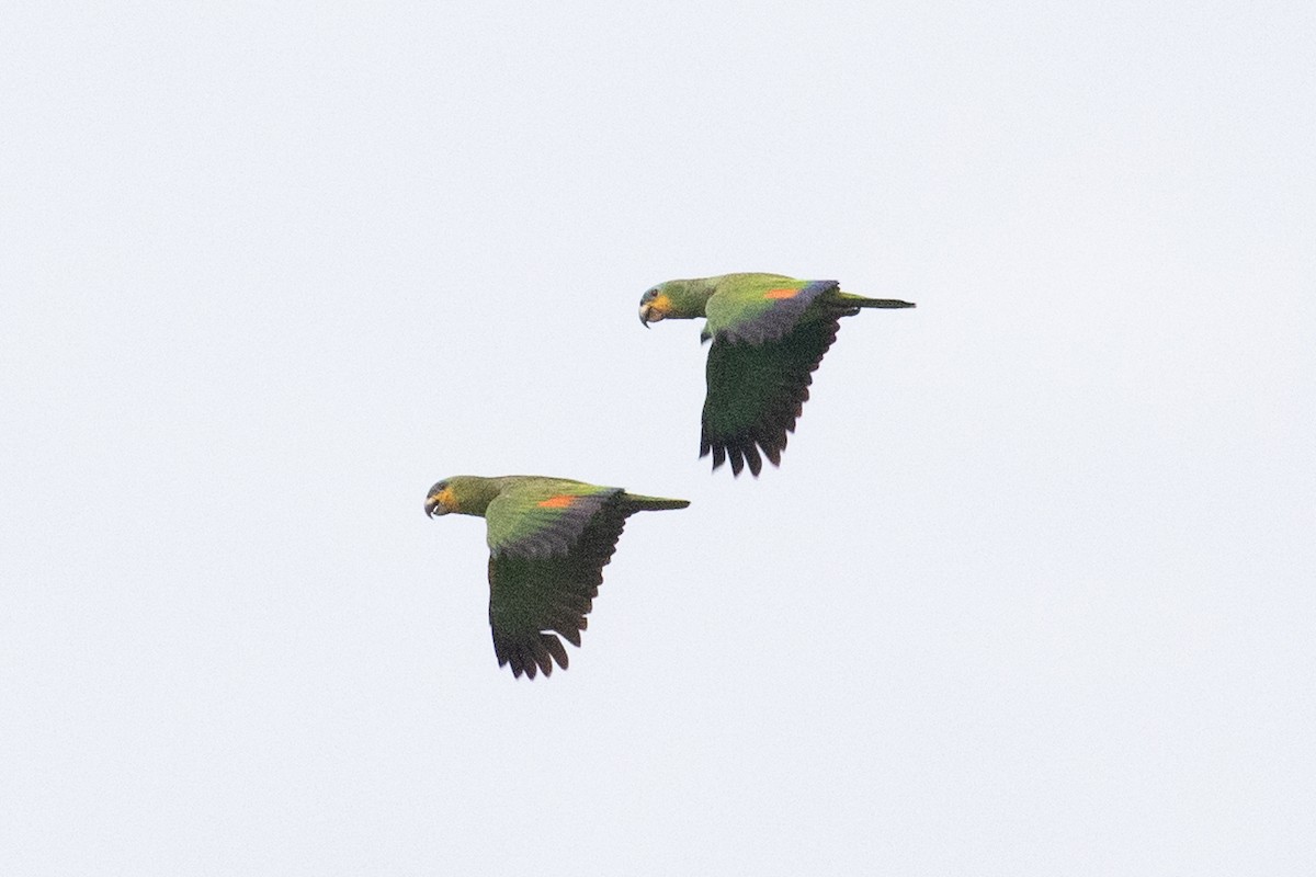 Orange-winged Parrot - ML620257769