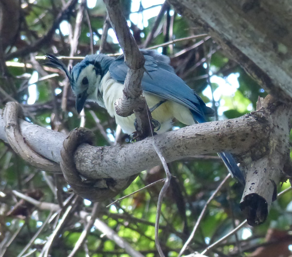 White-throated Magpie-Jay - ML620257771