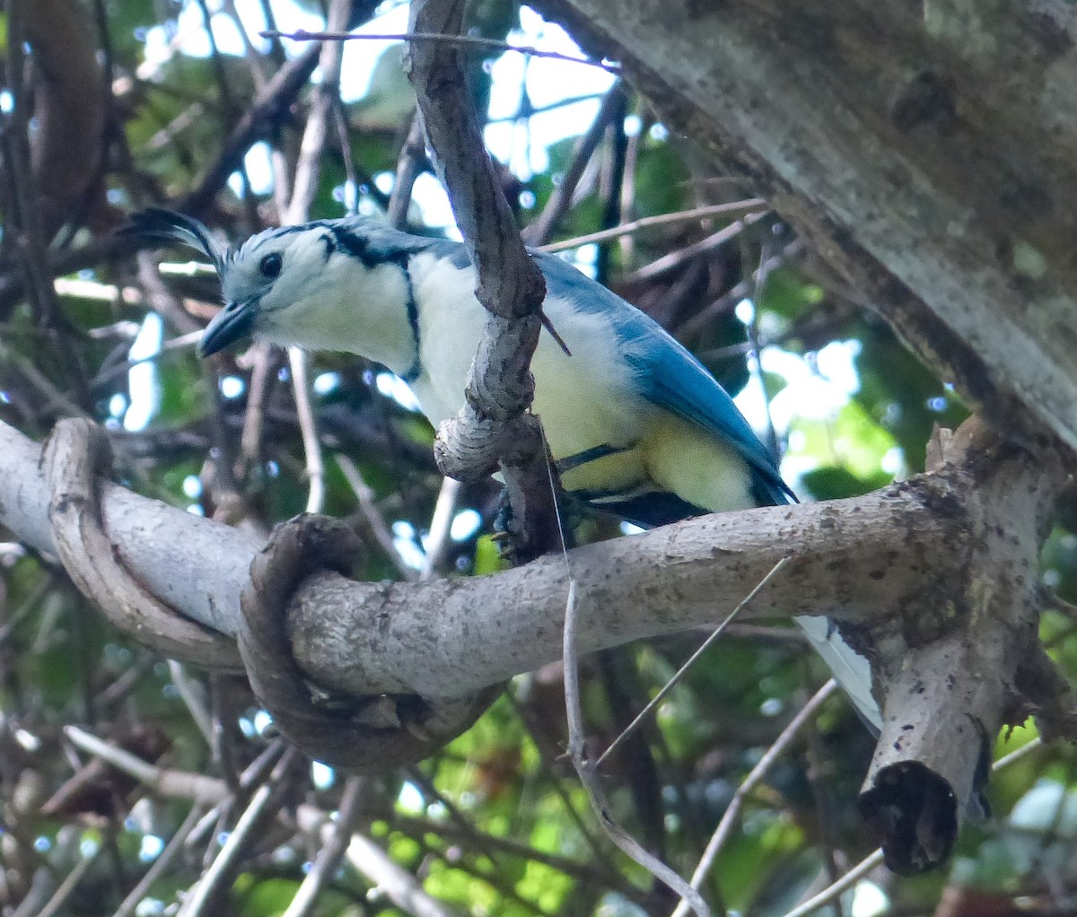 White-throated Magpie-Jay - ML620257774
