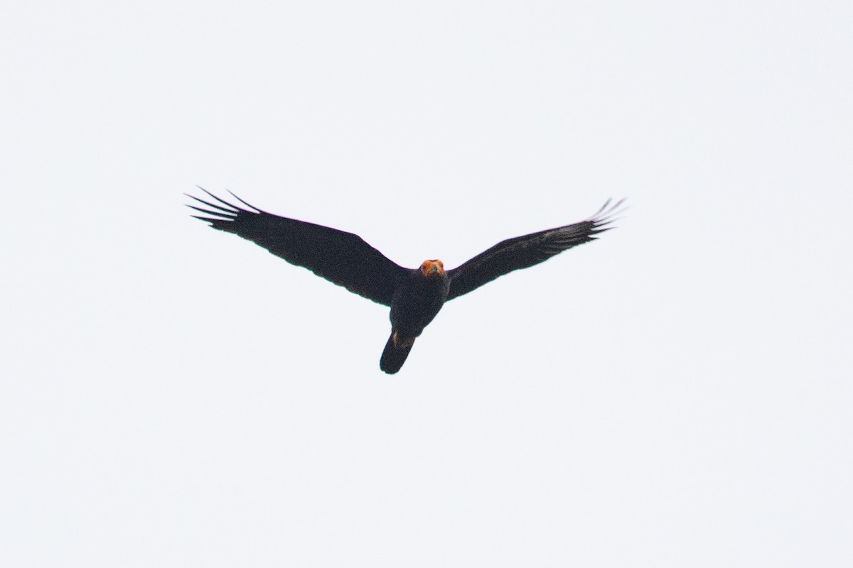 Caracara Negro - ML620257776