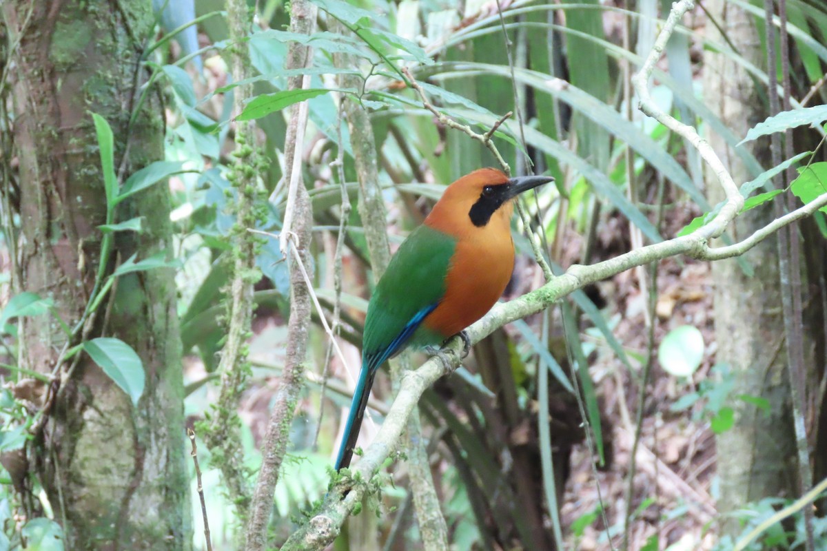 Zimtbrustmotmot - ML620257779