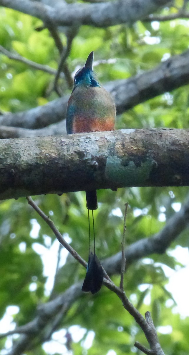 Turquoise-browed Motmot - ML620257787