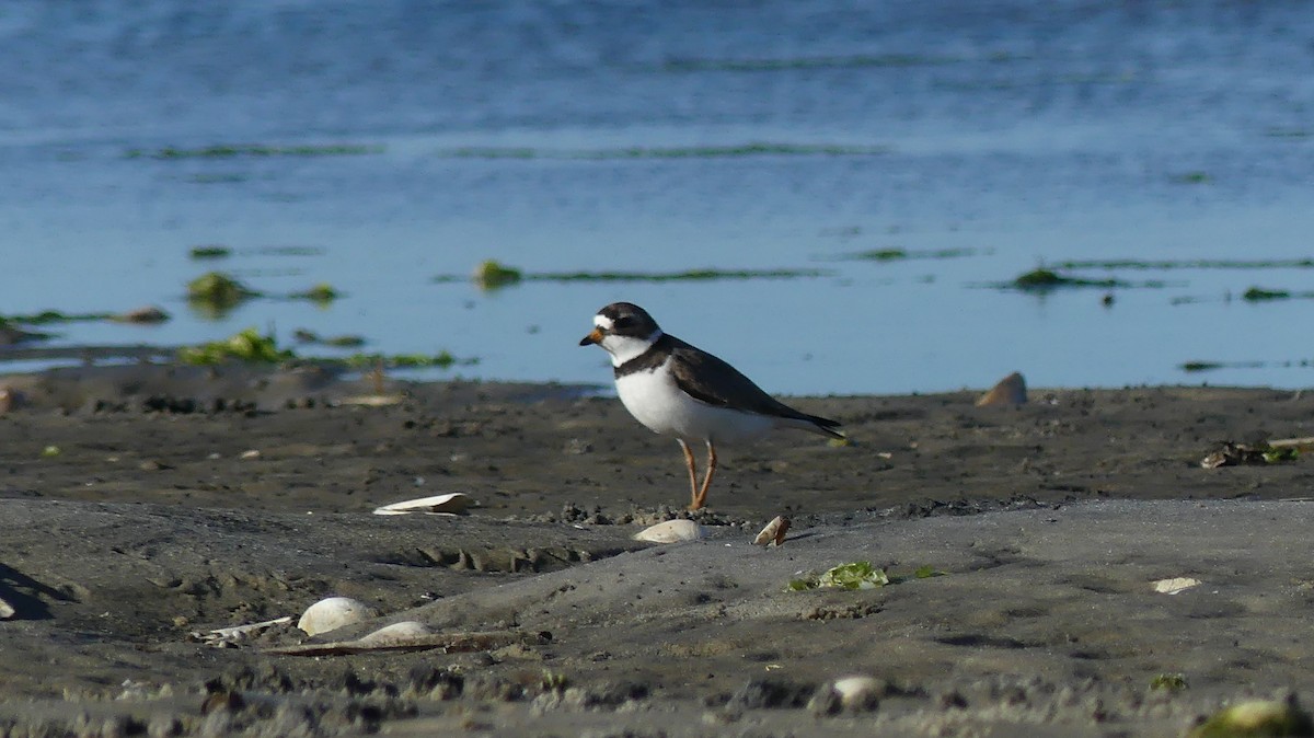 Semipalmated Plover - ML620257788