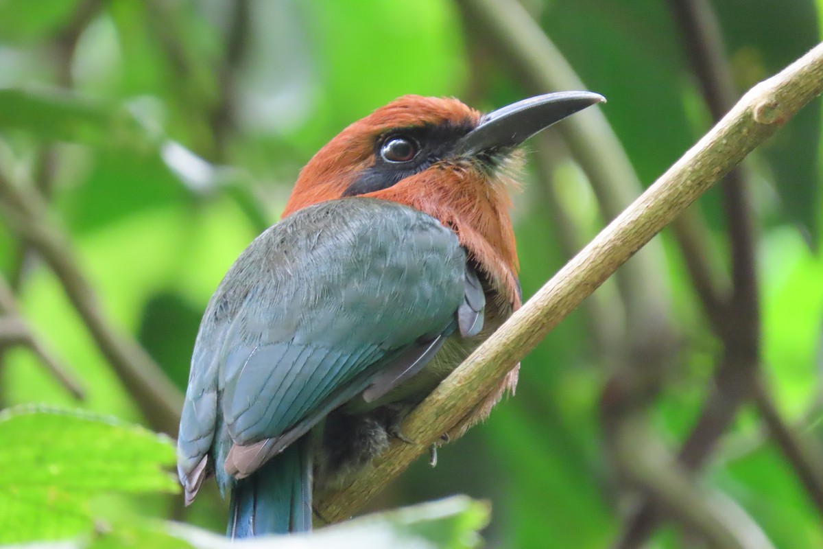 Broad-billed Motmot - stuart varney