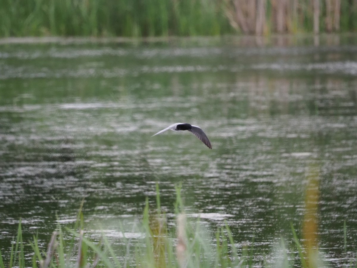 Black Tern - ML620257792