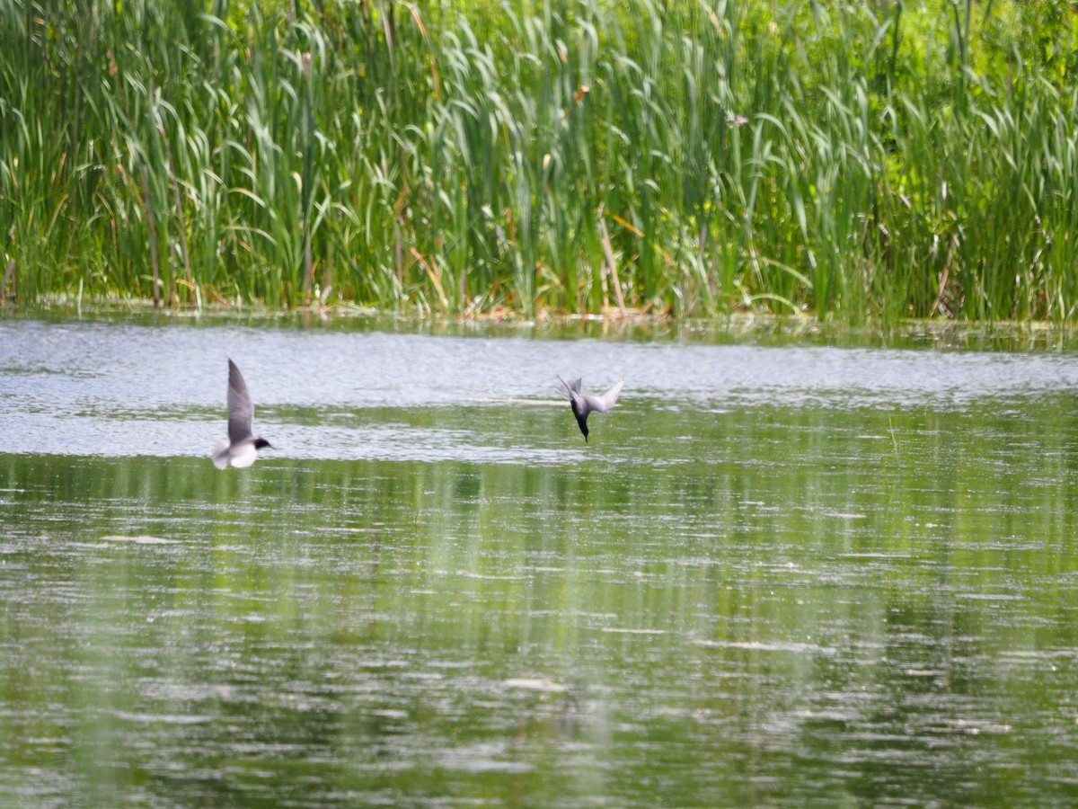 Black Tern - ML620257793