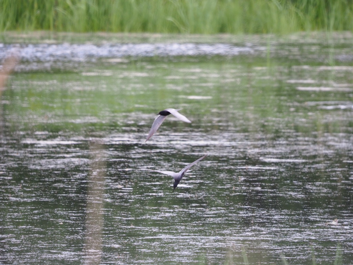 Black Tern - ML620257794