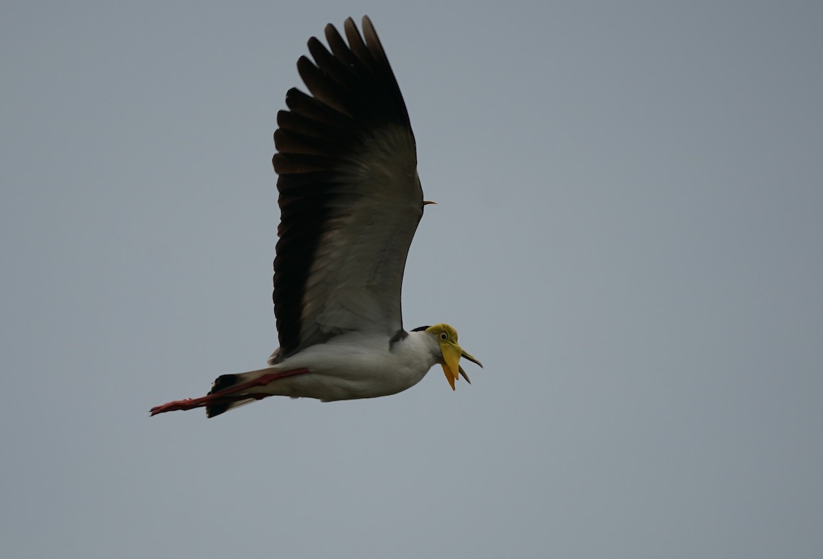 Masked Lapwing - ML620257795