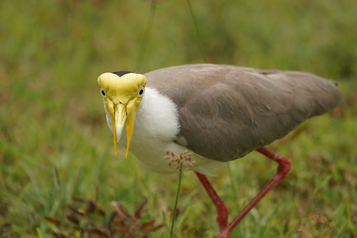 Masked Lapwing - ML620257798