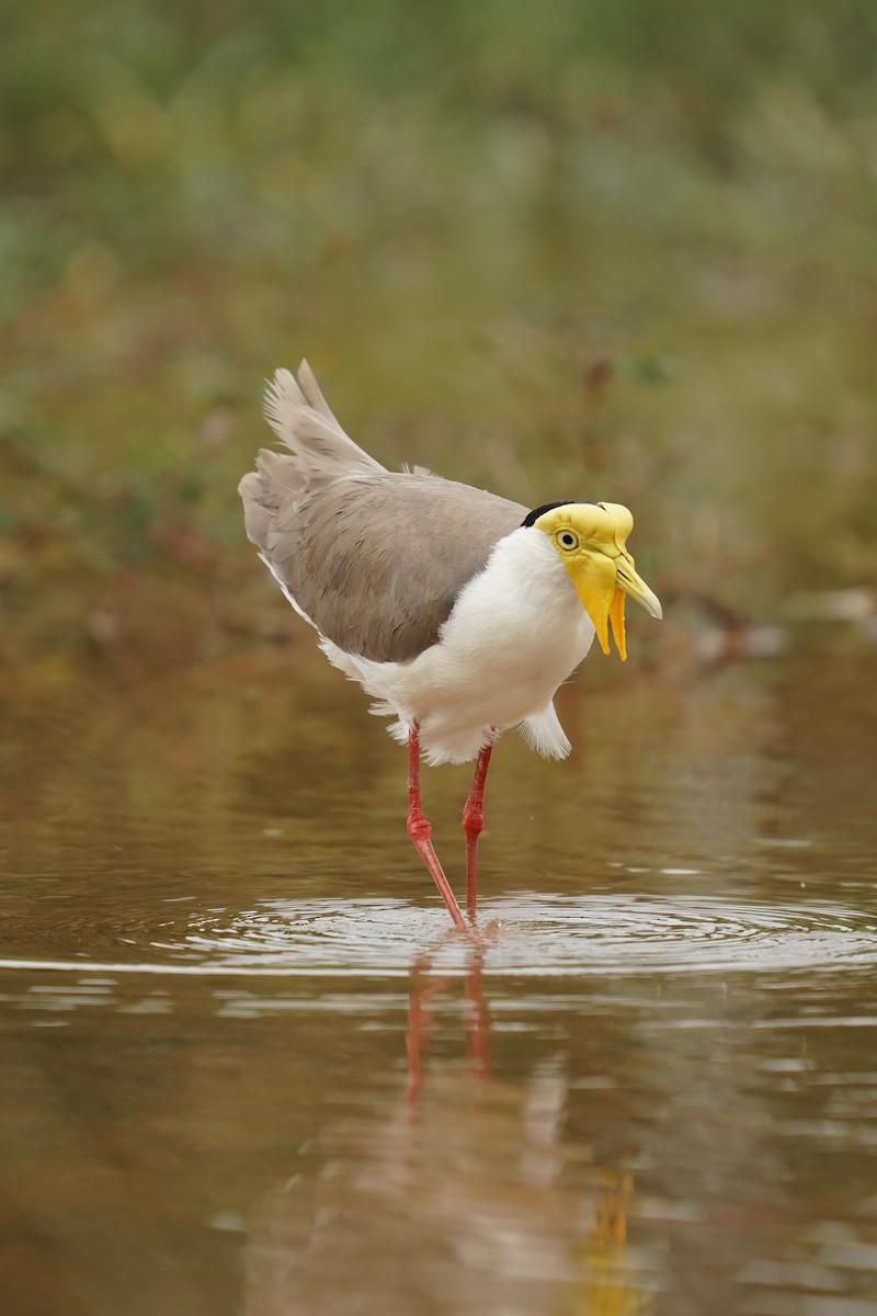 Masked Lapwing - Keng Keok Neo