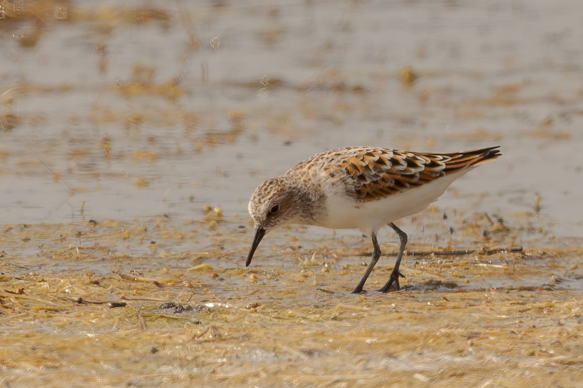 Little Stint - ML620257815