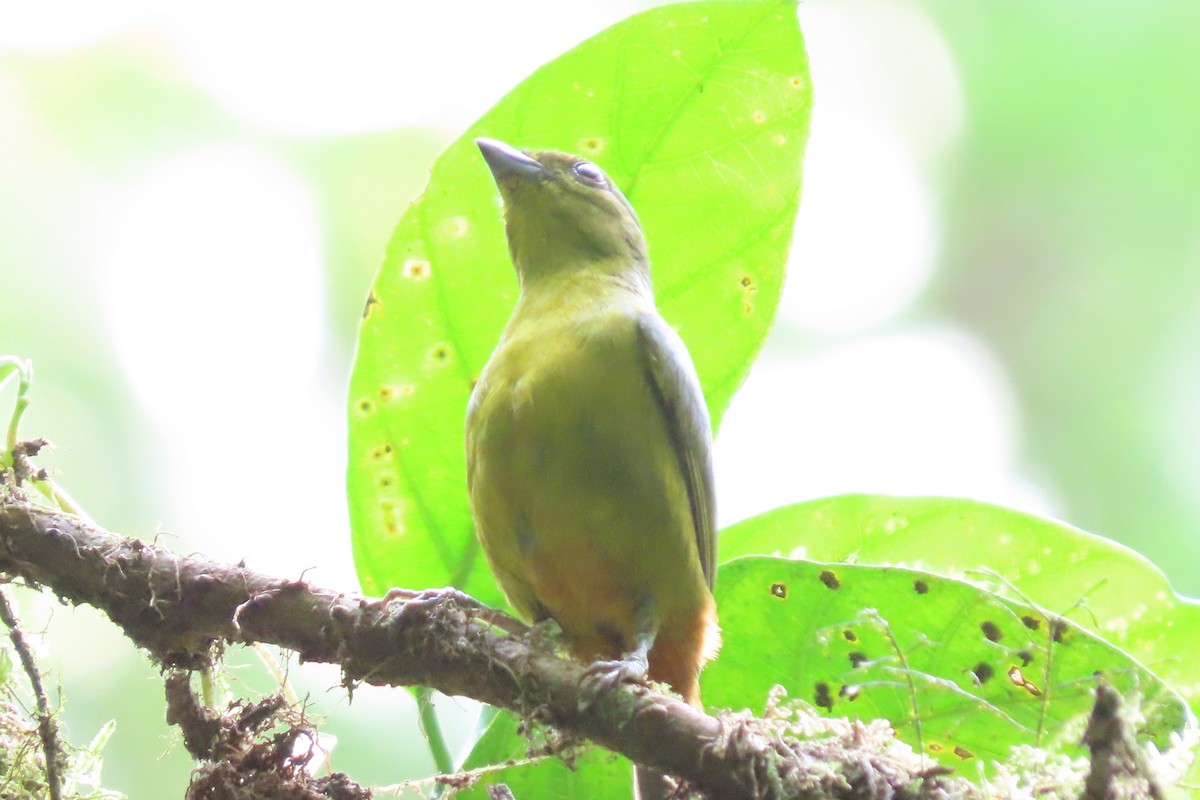 Olive-backed Euphonia - ML620257822